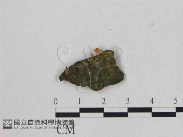 小菇屬藏品圖，第3張