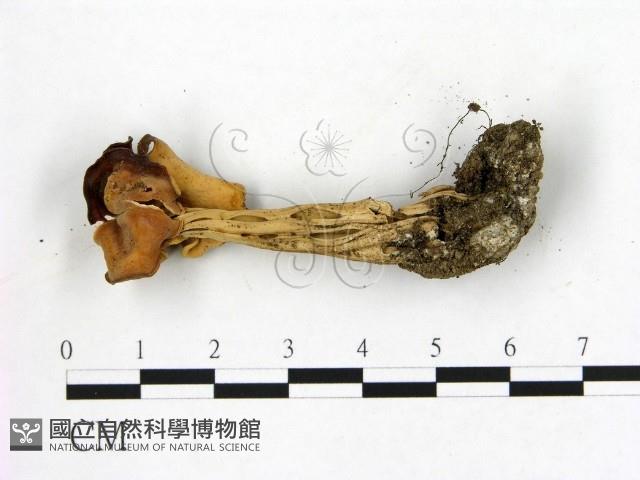 登錄號:F0017014藏品圖，第3張