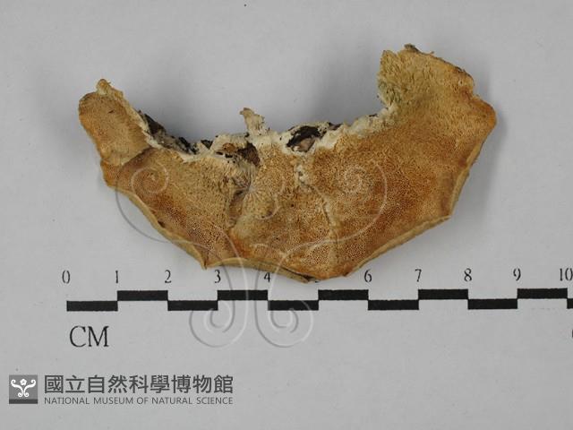登錄號:F0029014藏品圖，第3張