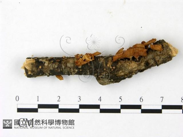 登錄號:F0023014藏品圖，第3張