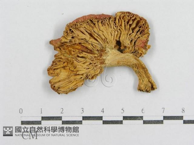 紅菇屬藏品圖，第3張