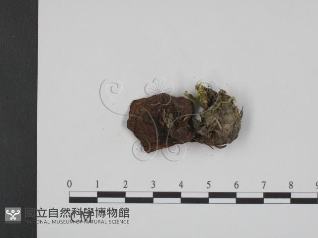 登錄號:F0020314藏品圖，第3張