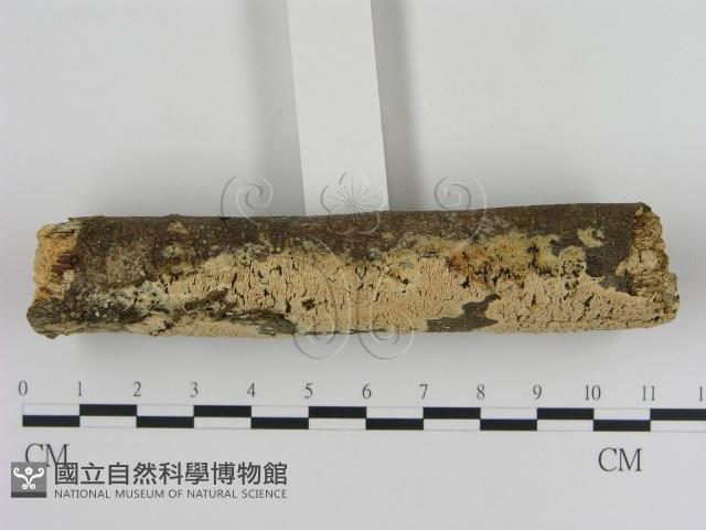 登錄號:F0010314藏品圖，第3張