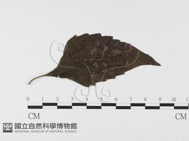 登錄號:F0026314藏品圖，第1張