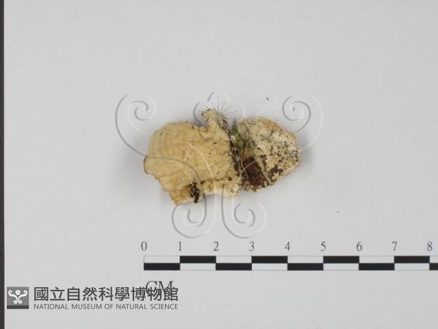 登錄號:F0006314藏品圖，第3張