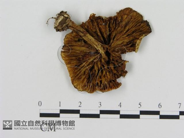 登錄號:F0016314藏品圖，第3張