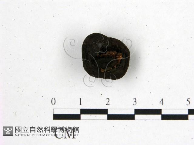 登錄號:F0001314藏品圖，第3張