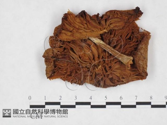 登錄號:F0024314藏品圖，第1張