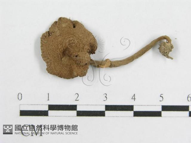 登錄號:F0014314藏品圖，第3張