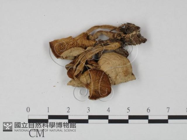 登錄號:F0022314藏品圖，第3張