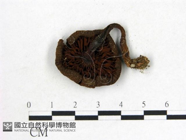 登錄號:F0002314藏品圖，第3張