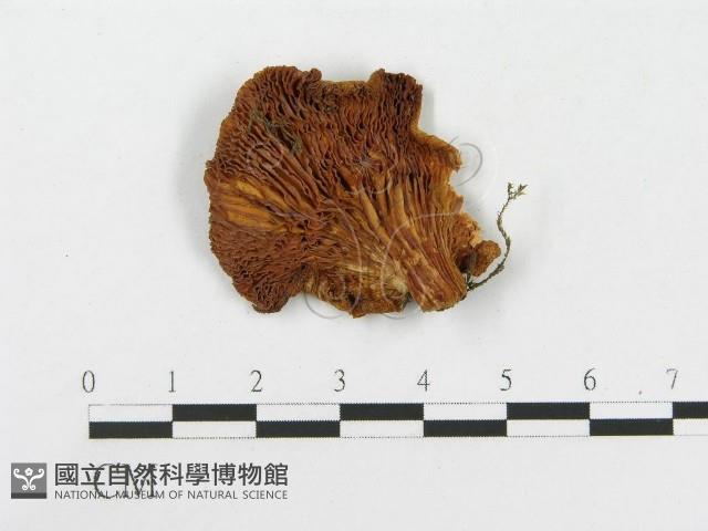 登錄號:F0012314藏品圖，第3張