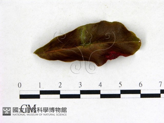 登錄號:F0005314藏品圖，第3張