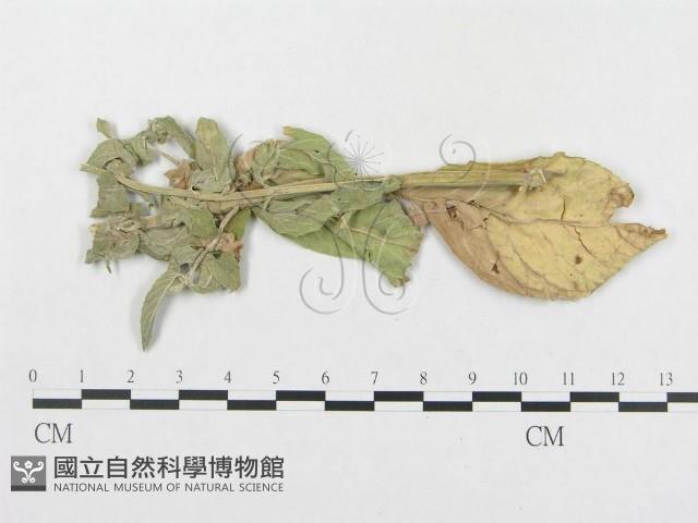 登錄號:F0019314藏品圖，第1張