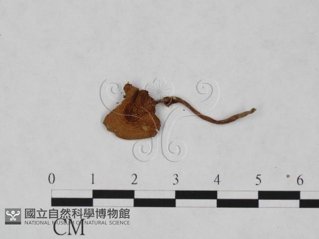 登錄號:F0023314藏品圖，第3張