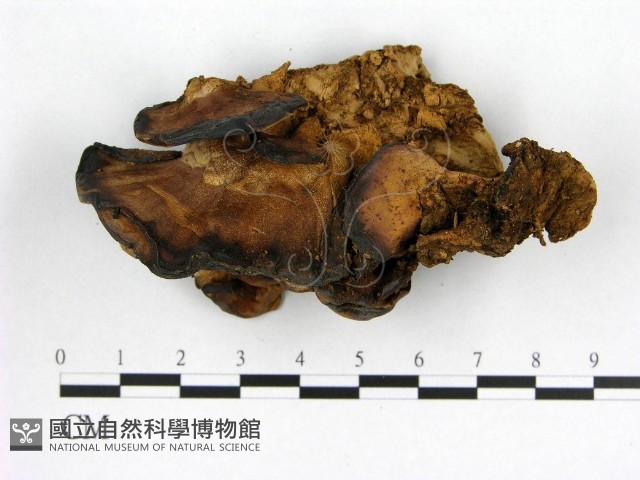 登錄號:F0003314藏品圖，第3張