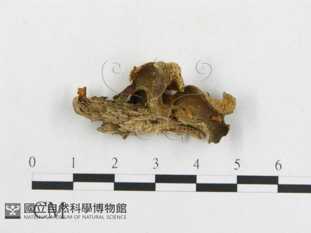 登錄號:F0008254藏品圖，第3張