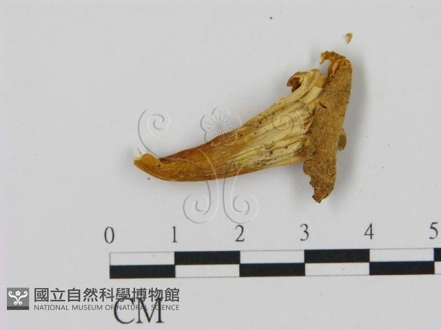 乳菇屬藏品圖，第3張