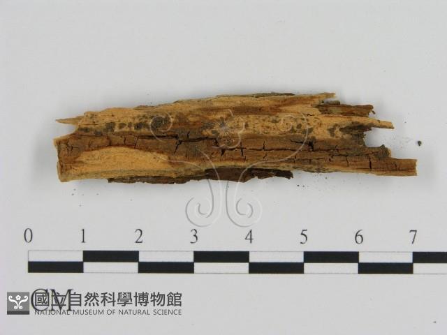 登錄號:F0010254藏品圖，第3張