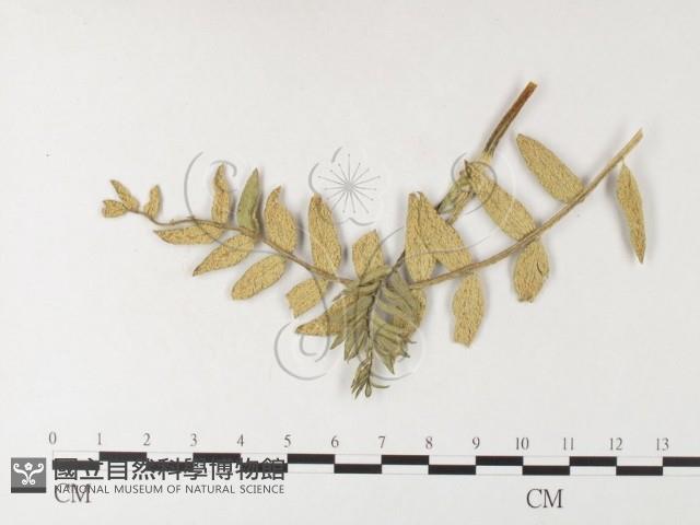 登錄號:F0026254藏品圖，第1張