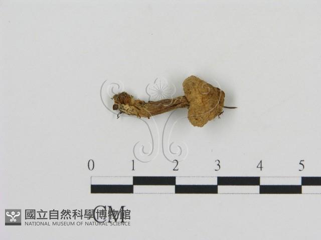 登錄號:F0016254藏品圖，第3張