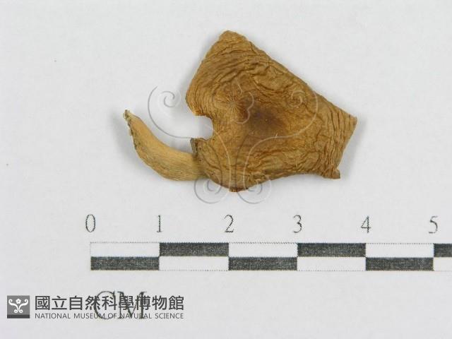 紅菇屬藏品圖，第3張