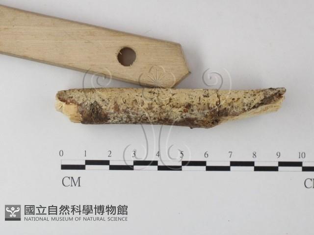 登錄號:F0004254藏品圖，第3張