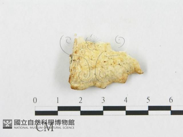 登錄號:F0007254藏品圖，第3張