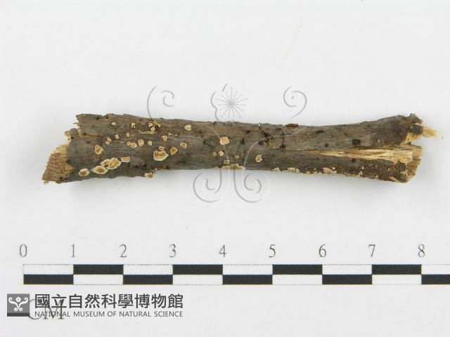 登錄號:F0015254藏品圖，第3張