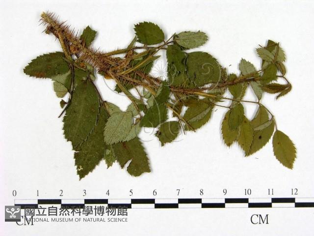 登錄號:F0019254藏品圖，第3張