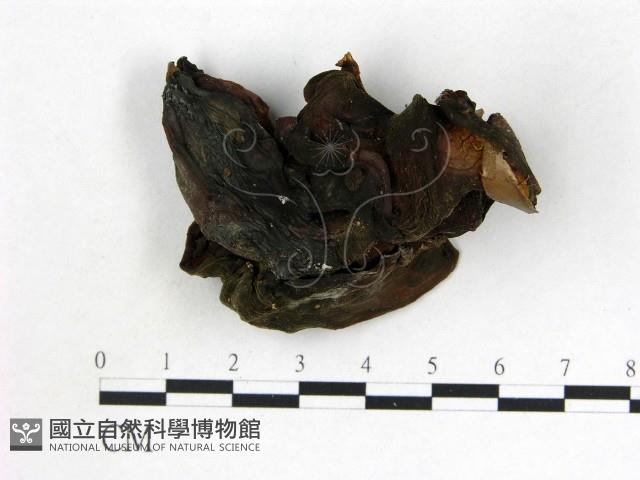登錄號:F0003254藏品圖，第3張