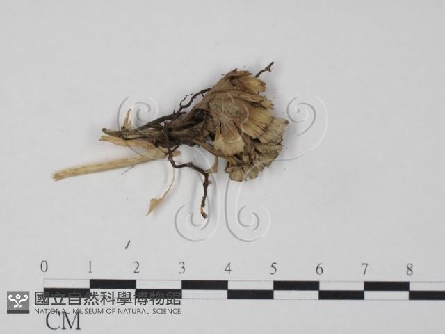 棕色革菌藏品圖，第3張