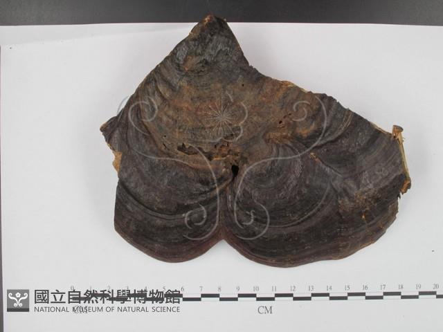 登錄號:F0018854藏品圖，第3張
