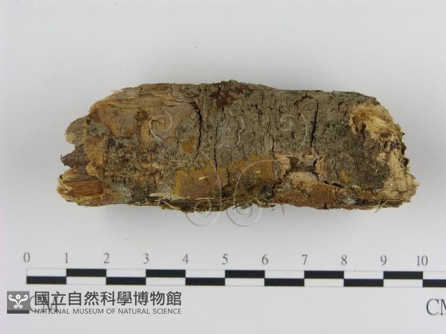 刺革菌屬藏品圖，第3張