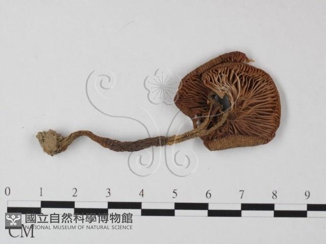 鵝膏屬藏品圖，第3張