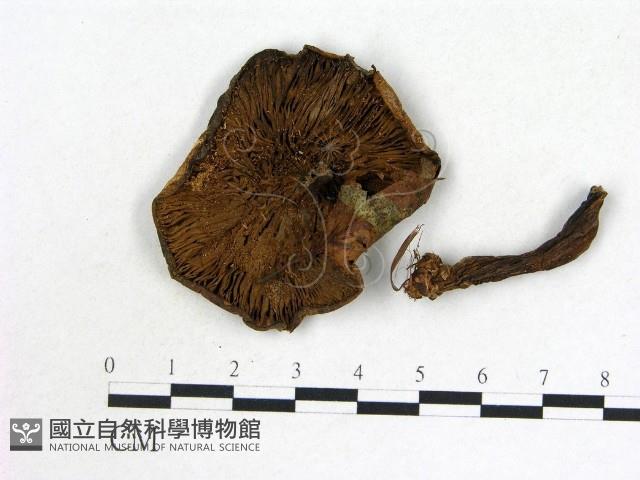 登錄號:F0021854藏品圖，第3張