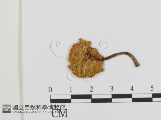 登錄號:F0001854藏品圖，第1張