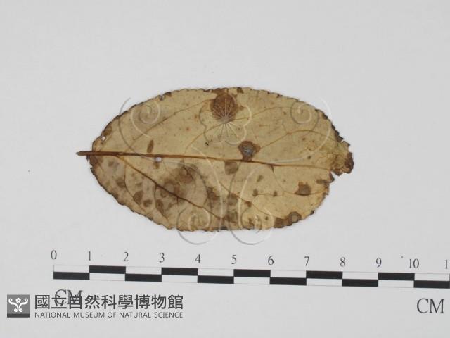 登錄號:F0011854藏品圖，第3張