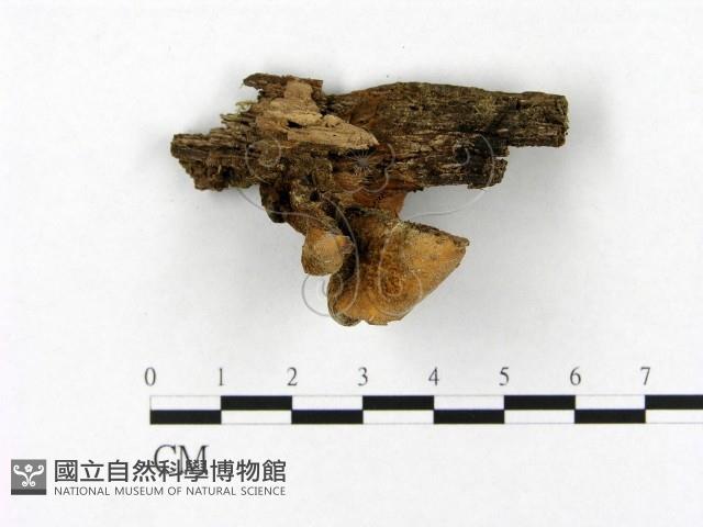 登錄號:F0004854藏品圖，第3張