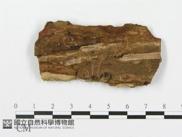 登錄號:F0014854藏品圖，第3張