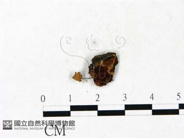 小皮傘屬藏品圖，第3張