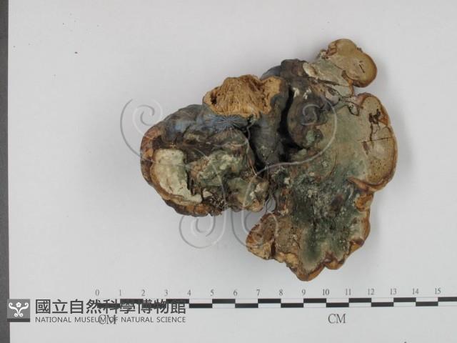 登錄號:F0012854藏品圖，第3張