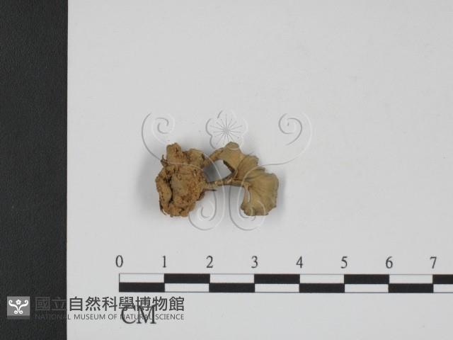 登錄號:F0007854藏品圖，第3張