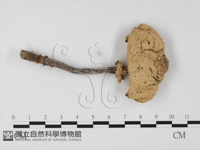 登錄號:F0025854藏品圖，第3張