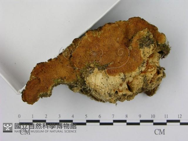 登錄號:F0005854藏品圖，第3張