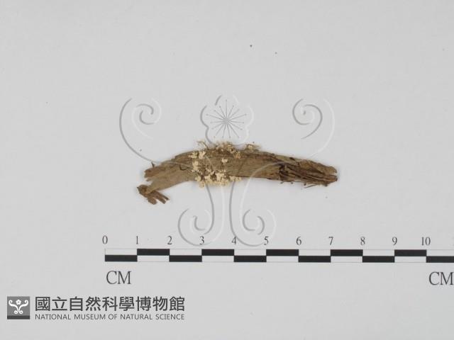 登錄號:F0009854藏品圖，第3張