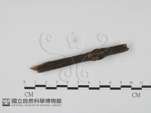 登錄號:F0013854藏品圖，第3張