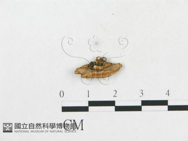 登錄號:F0008954藏品圖，第3張