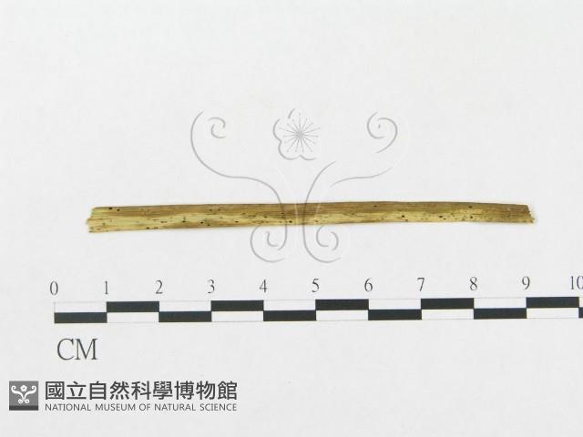 登錄號:F0018954藏品圖，第1張