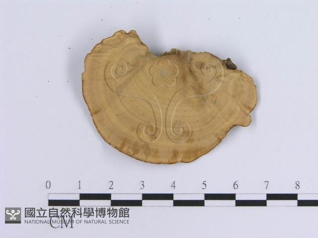 蠔韌革菌藏品圖，第3張